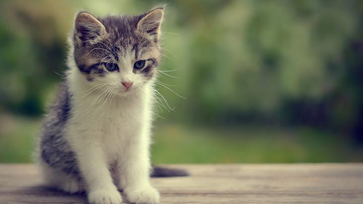 世界上最吓人的猫,kitty猫是不是有个很恐怖的传说