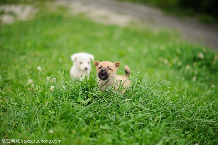 灵提犬奔跑速度,狗狗一分钟能跑几公里，一小时能跑几公里
