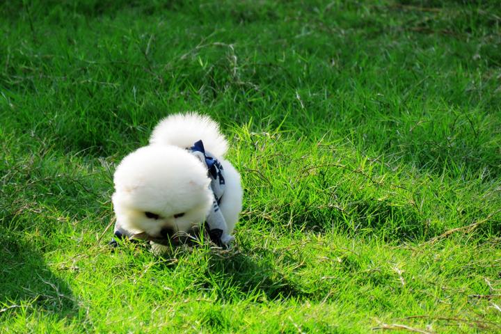 最珍稀的中华田园犬,土狗的种类