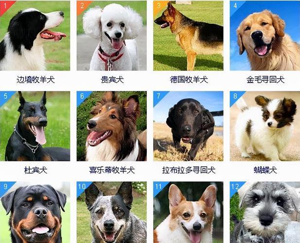 世界犬种排名大全,世界犬种排名第一