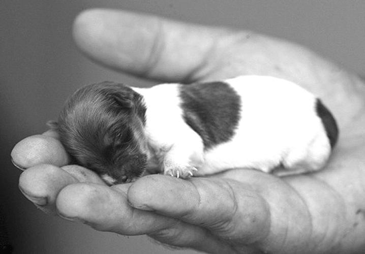世界上最小的狗有多少厘米,世界上最小的小狗有多小