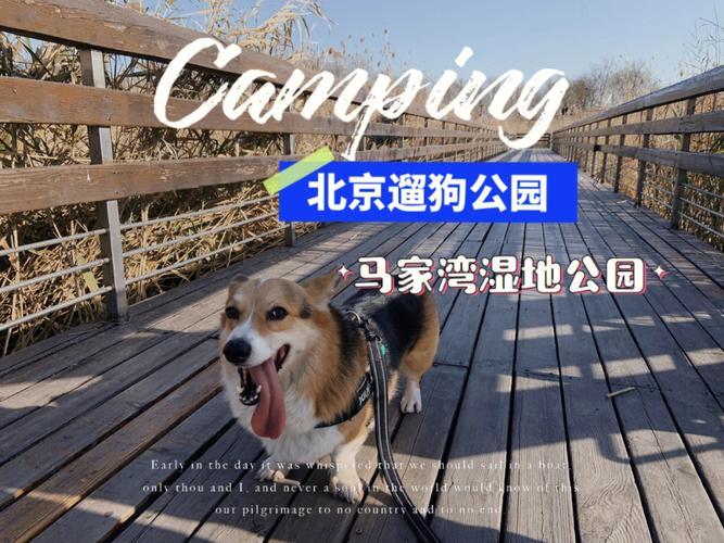 北京 狗 公园,北京市区狗狗能去的公园