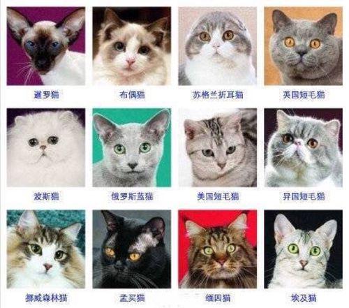 猫咪全部品种大全,猫咪品种大全排行榜