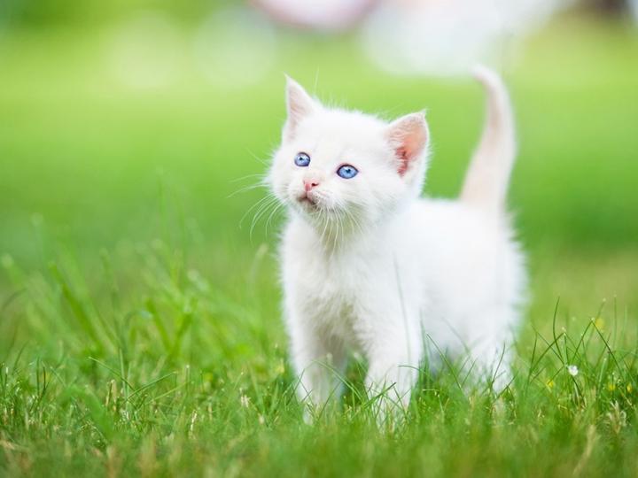 美短猫多少钱一只宠物市场,美短猫多少钱一只