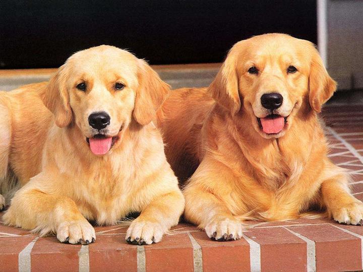 狗狗可爱排行榜,世界上超可爱的7种狗！