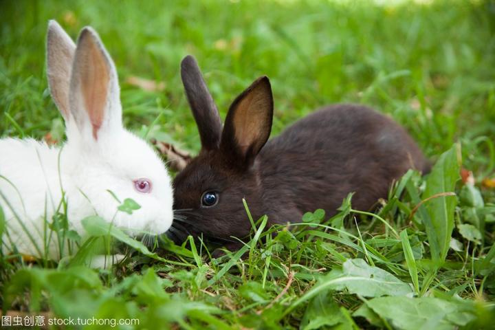 荷兰垂耳兔臭吗,本人很想养一只兔子，但是家人说兔子很脏，很臭，还有细菌，是真的吗