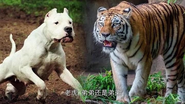 比特犬vs老虎(绝对真实),10只比特犬vs老虎