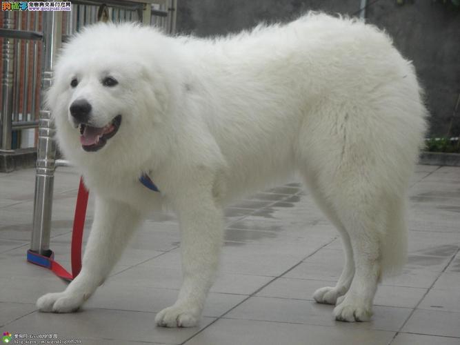 大白熊幼犬能长多大呢