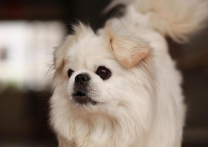 京巴狗是一只什么样的狗,京巴狗属于什么品种