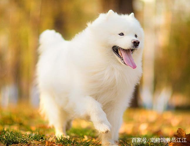世界上最温顺的狗排名前十名