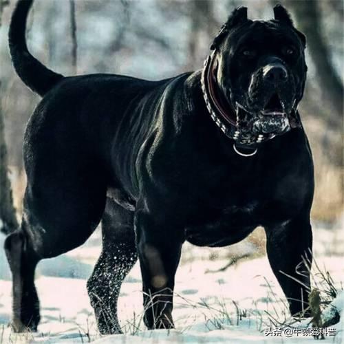 十大最凶猛的犬科动物排名