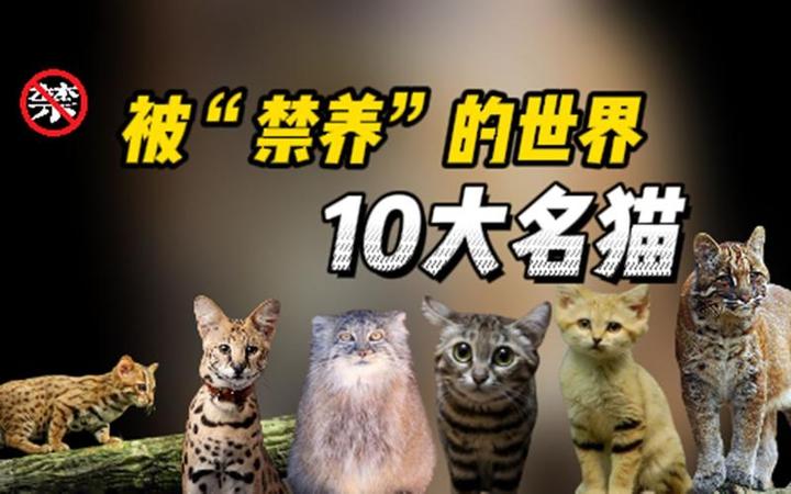 世界上10大禁养名猫有哪些