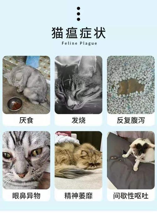 猫瘟是什么症状怎么治,猫瘟有什么症状,如何治疗