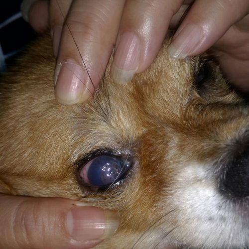 犬瘟热眼睛症状有哪些