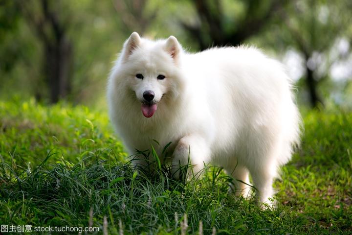 白色狗狗名字大全,白狗名字大全洋气
