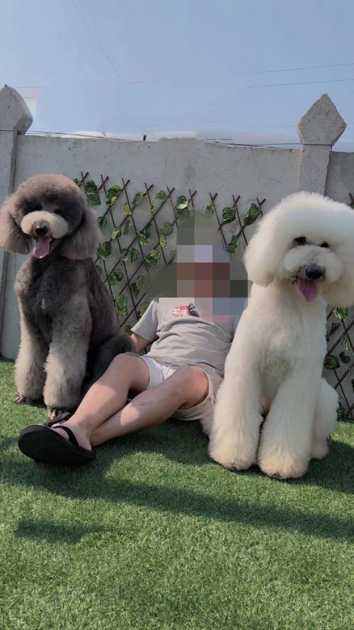 杭州允许养的大型犬2022