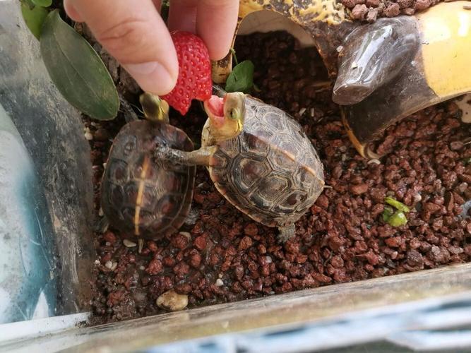 乌龟吃什么蔬菜和水果长的快