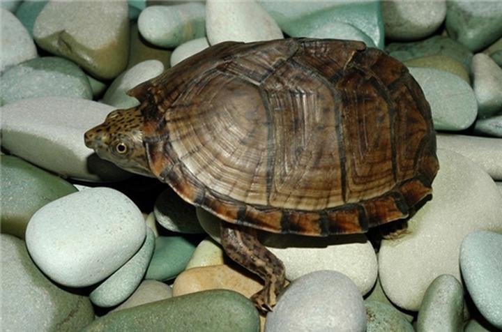 乌龟一般什么时候冬眠,乌龟从几月份开始进入冬眠