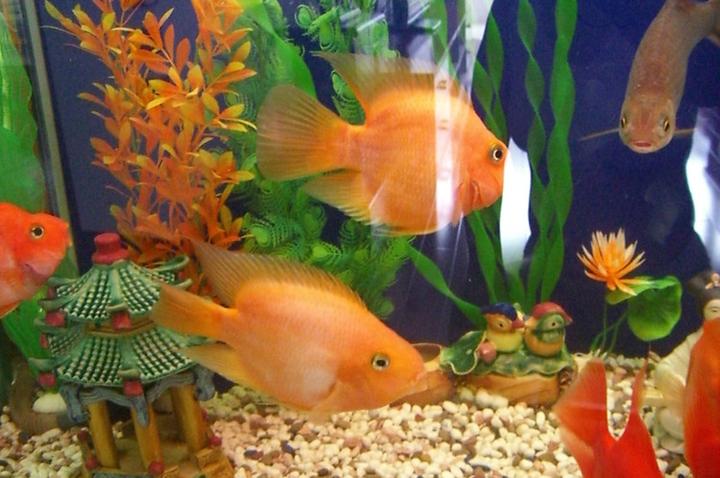 红绿灯鱼多久繁殖一次,红绿灯鱼的寿命，繁殖的时间