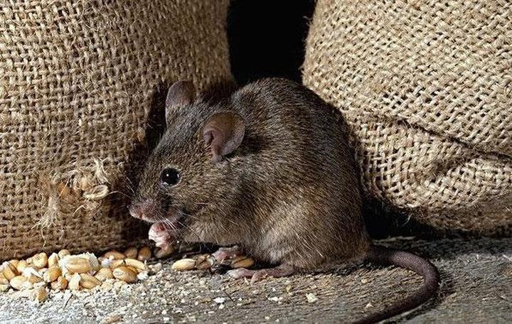 金苔鼠繁殖,金苔鼠一般能繁殖多少卵