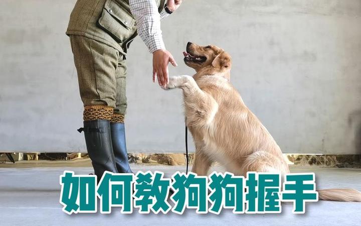 怎么训练狗狗坐下握手,怎样训练狗狗坐下和握手
