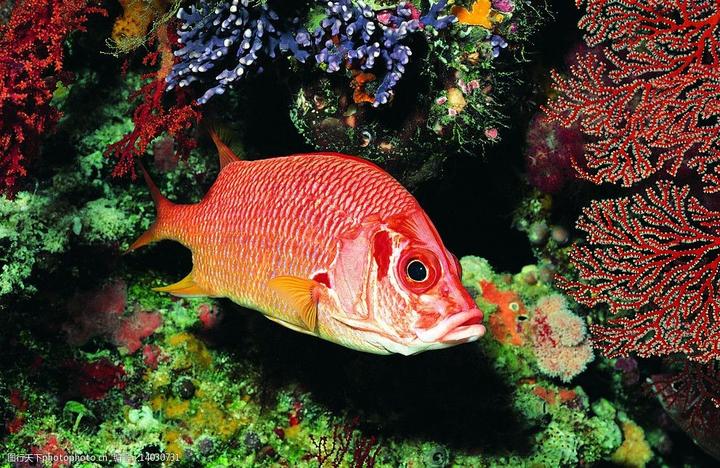 热带鱼的养殖,热带鱼的最正确饲养方法