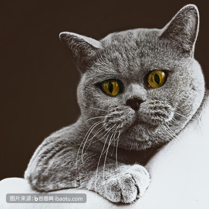 西伯利亚森林猫纯黑,西伯利亚森林猫和银渐层区别