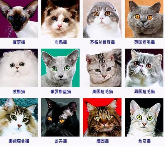 可爱的猫的品种有哪些品种
