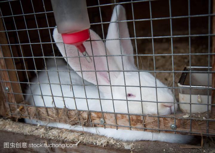 宠物兔的品种及价格,荷兰侏儒兔多少钱一只