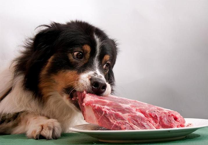 狗狗吃什么肉好吃又营养