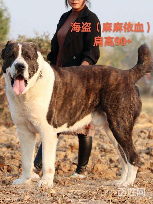 中亚犬最大多少斤重