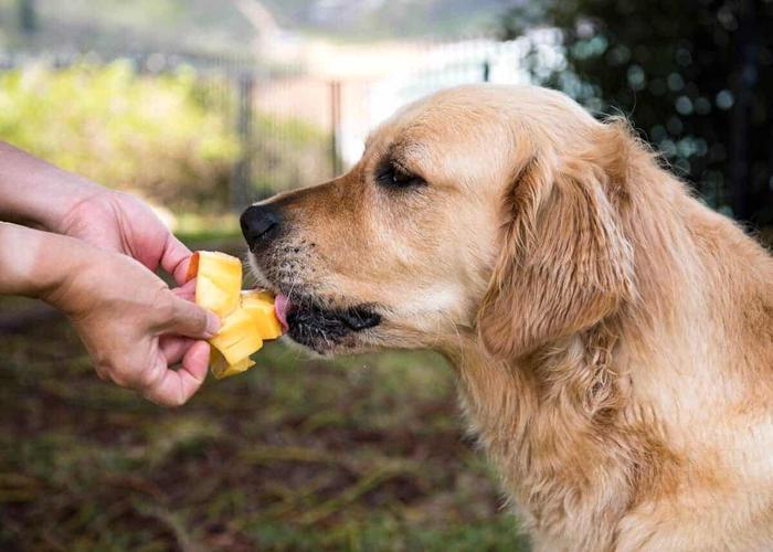 三个月的狗狗可以吃什么水果