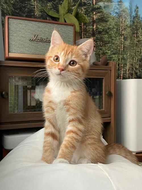 短腿小橘猫多少钱一只,一只短腿小橘猫要多少钱