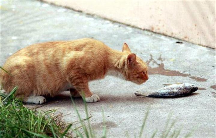 土耳其梵猫哪里买到,梵花猫是啥猫啊