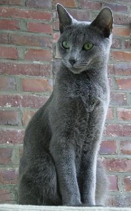 俄罗斯蓝猫聪明吗,俄罗斯蓝猫的智商高吗