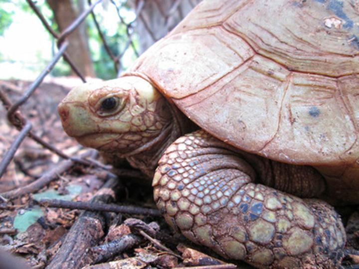 星点龟是不是保护动物,印度星龟是野生保护动物吗