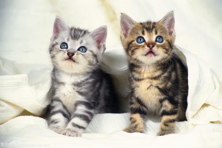 折耳橘猫多少钱一只,折耳猫多少钱一只