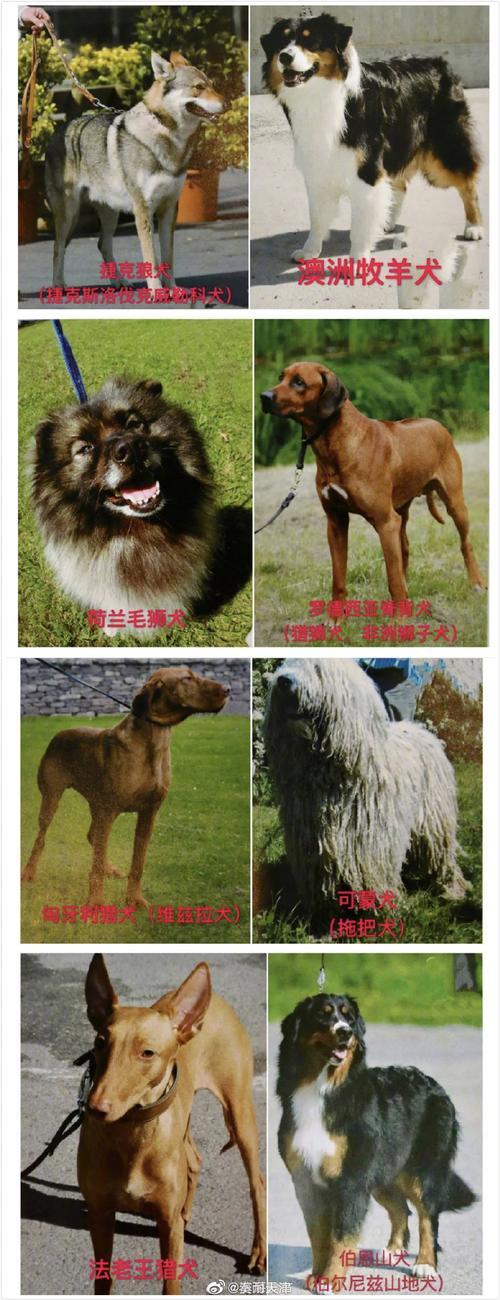 天津允许养的犬种有哪些