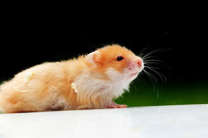 天竺鼠一般多少钱,荷兰鼠（又名荷兰猪）怎么养多久能与人熟悉多少钱一只