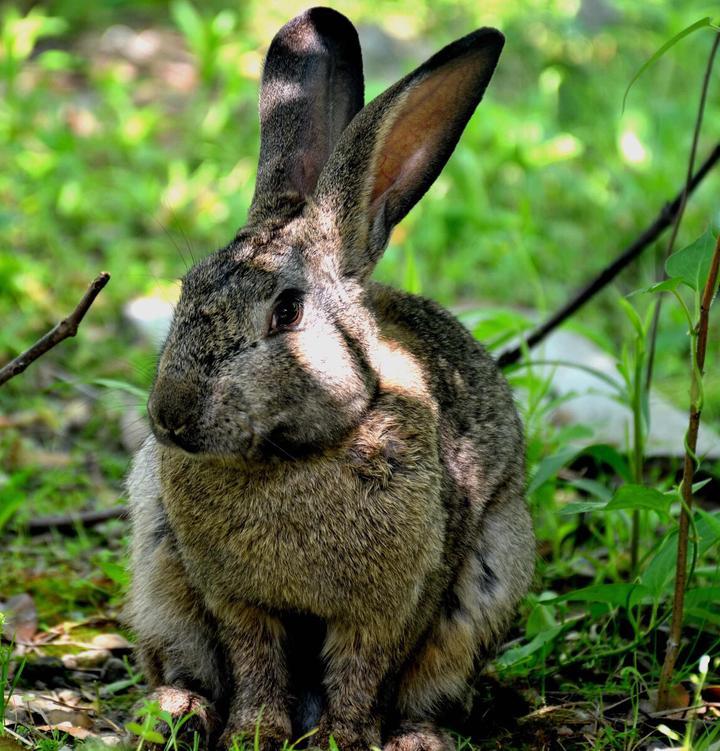 荷兰侏儒兔智商高吗,荷兰侏儒兔是世界上最小的兔子 特别聪明可以听懂人话(2)