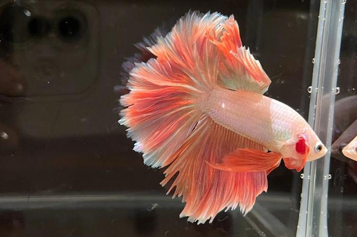 最稀有的泰国斗鱼颜色是什么