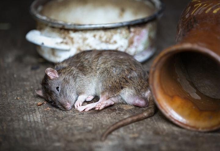 家里有老鼠怎么办能除根,房间里有老鼠用什么方法可以解决