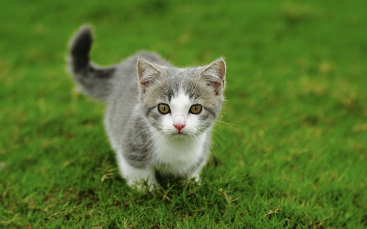英短猫市场价多少钱一只,不同级别的英短蓝猫价格也不同，英短蓝猫的价格都是多少呢