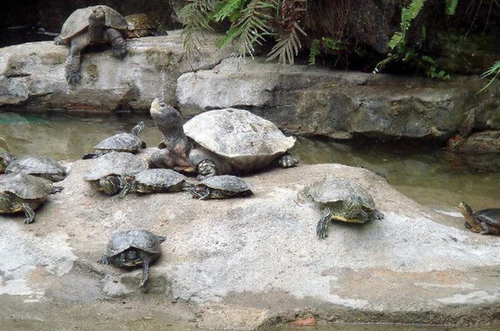 石龟,怎样饲养石龟