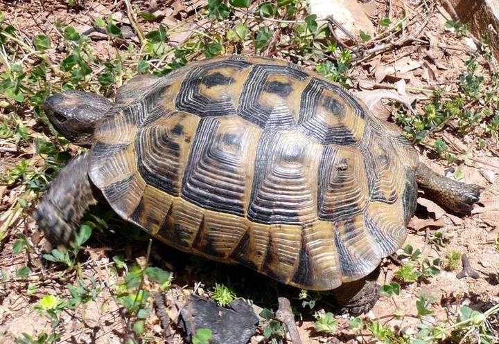 2022年养赫曼陆龟合法吗,赫曼陆龟是保护动物吗