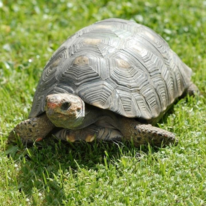 陆龟案都不起诉了,豹纹陆龟是保护动物吗