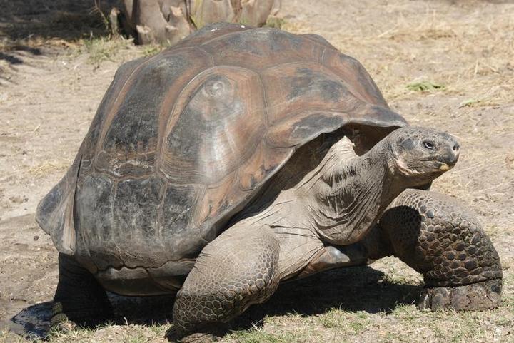 世界上最大的一只乌龟有多重