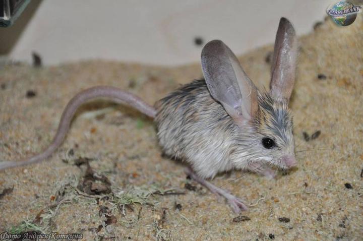 长耳跳鼠是几级保护动物吗