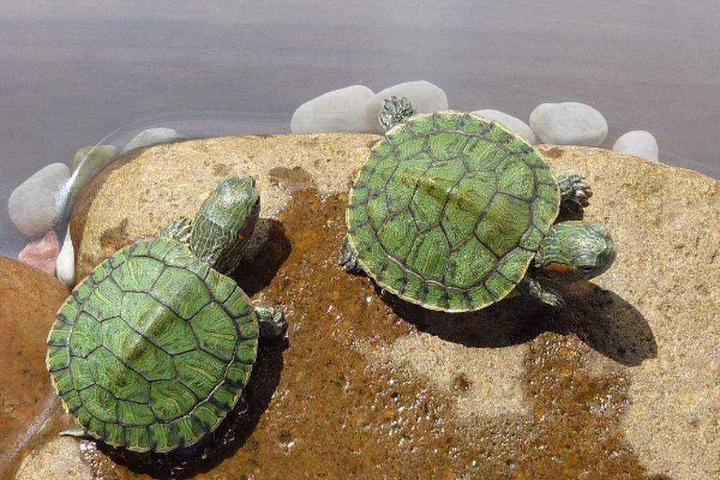 普通乌龟的寿命一般多少年,普通乌龟寿命有多长
