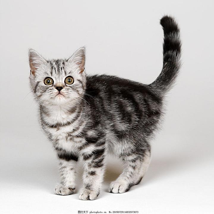 曼基康是什么品种,孤独的野兽中的豆包是什么品种的猫